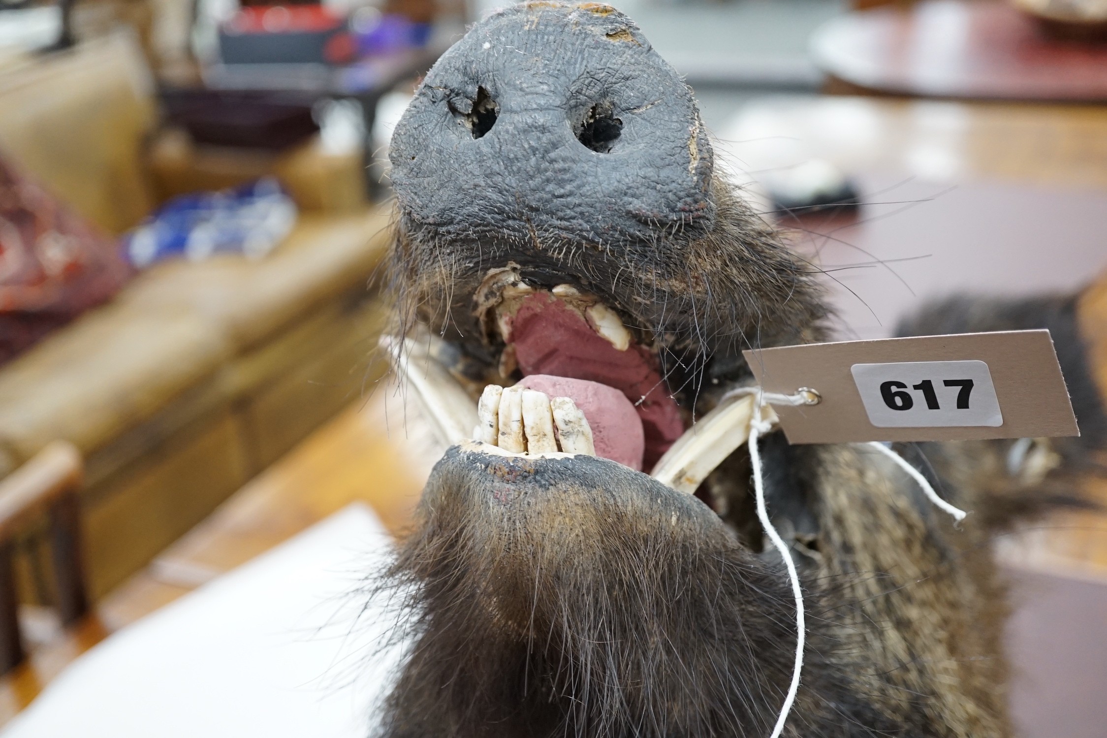 A mounted taxidermic boar's head wall trophy on wood back plate, height 64cm